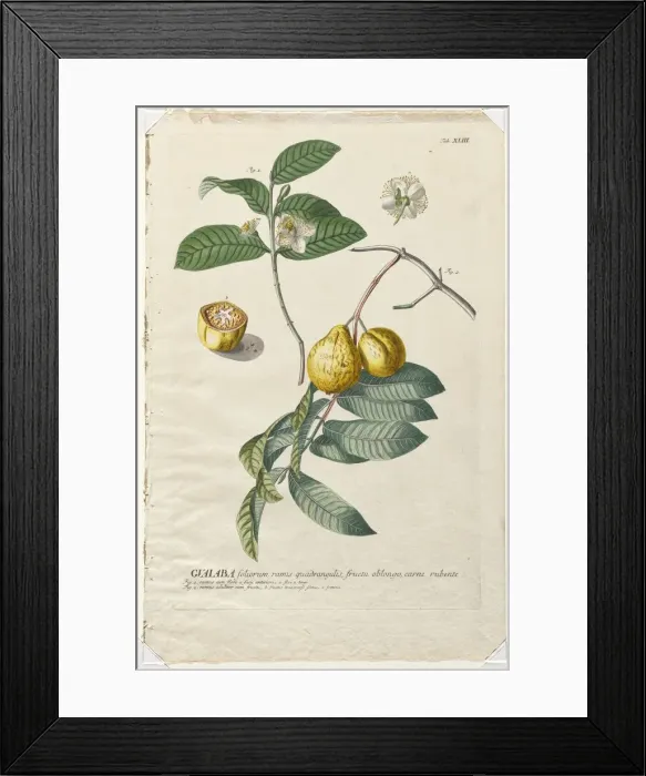 Framed Print : Plantae Selectae: No. 43 - Guaiaba. Creator: Georg Dionysius Ehret (German, 1708-1770) Framed Print : Plantae Selectae: No. 43 - Guaiaba. Creator: Georg Dionysius Ehret (German, 1708-1770)