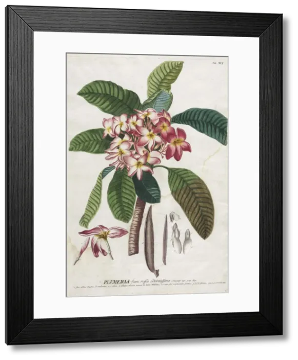 Framed Print : Plantae Selectae: No. 41. Creator: Georg Dionysius Ehret (German, 1708-1770); Christopher Framed Print : Plantae Selectae: No. 41. Creator: Georg Dionysius Ehret (German, 1708-1770); Christopher