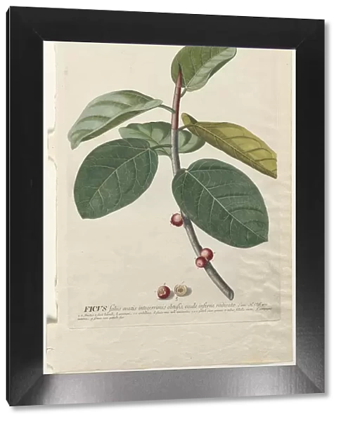 Plantae Selectae: No. 50 - Ficus. Creator: Georg Dionysius Ehret (German, 1708-1770)