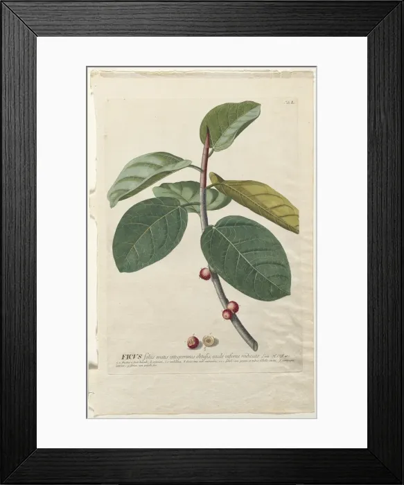 Framed Print : Plantae Selectae: No. 50 - Ficus. Creator: Georg Dionysius Ehret (German, 1708-1770) Framed Print : Plantae Selectae: No. 50 - Ficus. Creator: Georg Dionysius Ehret (German, 1708-1770)