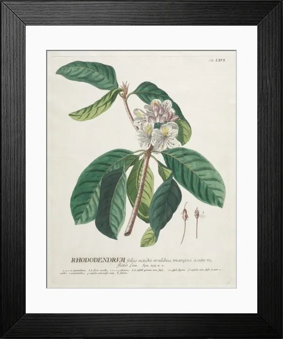 Framed Print : Plantae Selectae: No. 66 - Rhododendron. Creator: Georg Dionysius Ehret (German, 1708-1770) Framed Print : Plantae Selectae: No. 66 - Rhododendron. Creator: Georg Dionysius Ehret (German, 1708-1770)