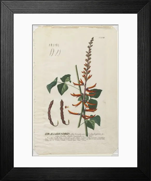 Framed Print : Plantae Selectae: No. 58 - Corallodendron. Creator: Georg Dionysius Ehret (German Framed Print : Plantae Selectae: No. 58 - Corallodendron. Creator: Georg Dionysius Ehret (German