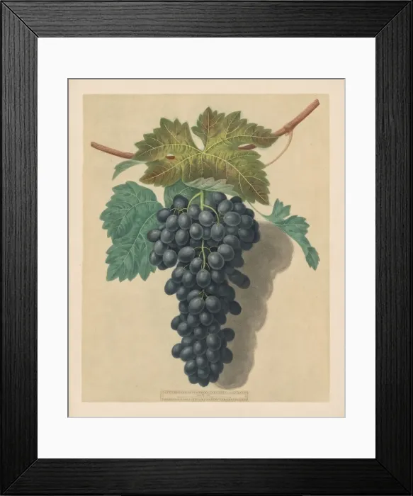 Framed Print : Pomona Britannica: No. 52 - Black Prince Grape, 1809. Creator: George Brookshaw (British) Framed Print : Pomona Britannica: No. 52 - Black Prince Grape, 1809. Creator: George Brookshaw (British)
