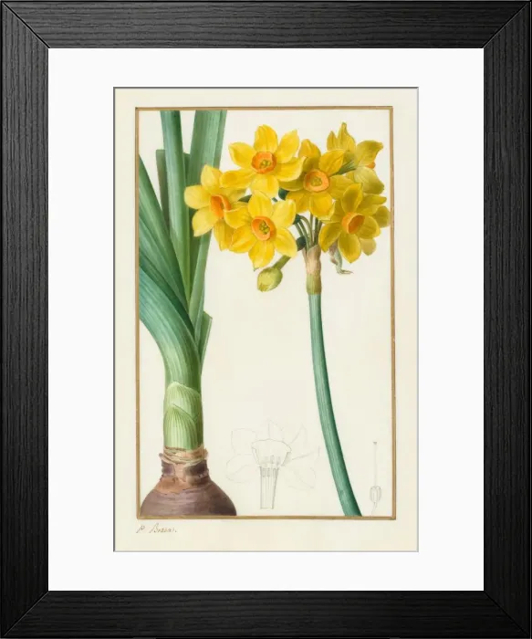 Framed Print : Polyanthus or Cluster Narcissus (Botanical: Narcissus tazetta), 1836. Creator: Pancrace Bessa Framed Print : Polyanthus or Cluster Narcissus (Botanical: Narcissus tazetta), 1836. Creator: Pancrace Bessa