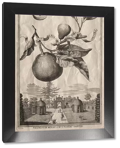 Nurnbergische Hesperides: Limon bergamotto personzin gientile, 1714