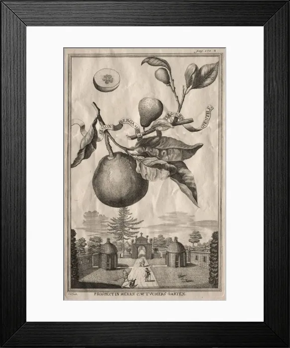 Framed Print : Nurnbergische Hesperides: Limon bergamotto personzin gientile, 1714 Framed Print : Nurnbergische Hesperides: Limon bergamotto personzin gientile, 1714