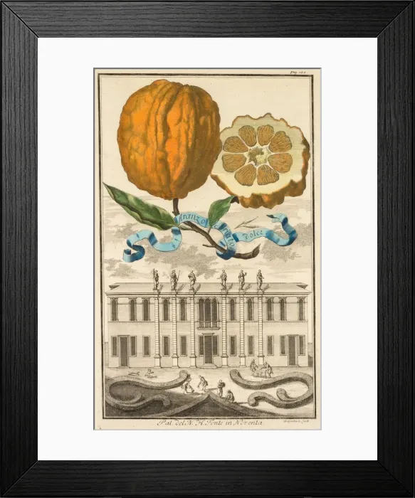 Framed Print : Nurnbergische Hesperides: No185 - Aranzo Striato dolce. Palazzo del N. H. Fonte in Noventa, c1708