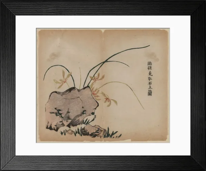 Framed Print : Orchid on Rocks, 18th Century. Creator: Unknown Framed Print : Orchid on Rocks, 18th Century. Creator: Unknown