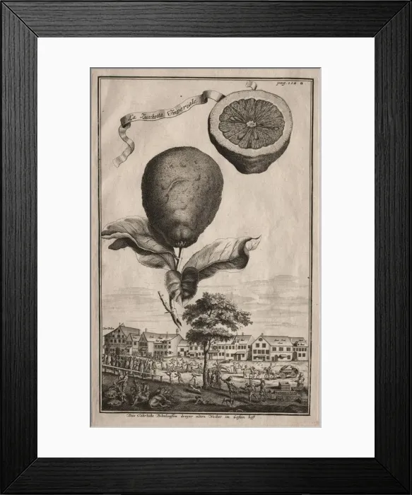 Framed Print : Nurnbergische Hesperides: La Luchetta Imoperiale, 1714. Creator: Joseph de Montalegre (Hungarian) Framed Print : Nurnbergische Hesperides: La Luchetta Imoperiale, 1714. Creator: Joseph de Montalegre (Hungarian)