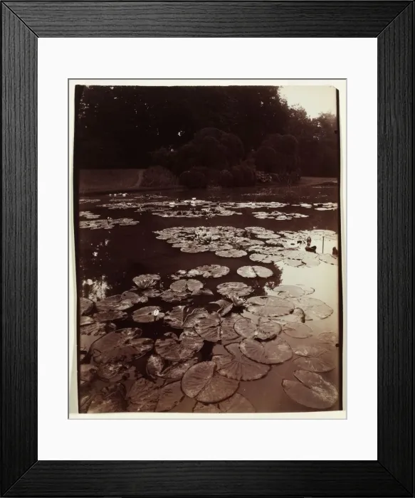 Framed Print : Nymphea, 1922-1923. Creator: Eugene Atget (French, 1857-1927) Framed Print : Nymphea, 1922-1923. Creator: Eugene Atget (French, 1857-1927)