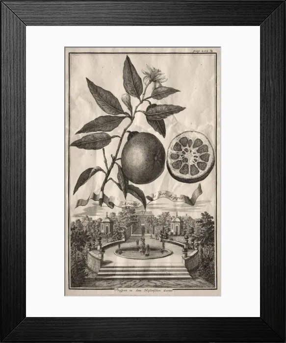 Framed Print : Nurnbergische Hesperides: Aranzo de fior doppio, 1714. Creator: Joseph de Montalegre (Hungarian) Framed Print : Nurnbergische Hesperides: Aranzo de fior doppio, 1714. Creator: Joseph de Montalegre (Hungarian)