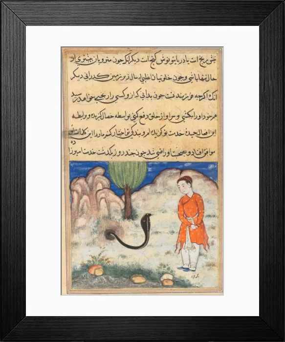 Framed Print : Page from Tales of a Parrot (Tuti-nama): Thirty-seventh night: The prince... c. 1560 Framed Print : Page from Tales of a Parrot (Tuti-nama): Thirty-seventh night: The prince... c. 1560