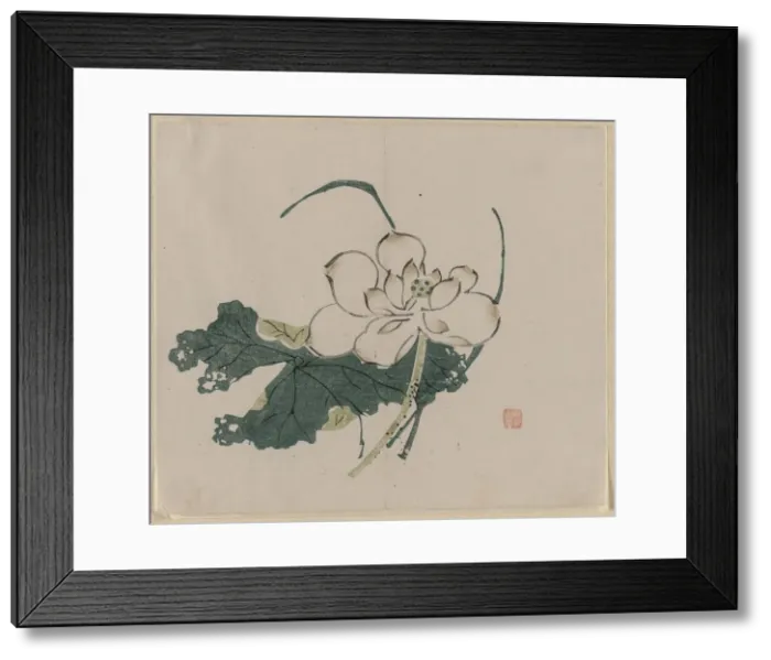 Framed Print : Lotus Blossom, 1368-1644. Creator: Unknown Framed Print : Lotus Blossom, 1368-1644. Creator: Unknown