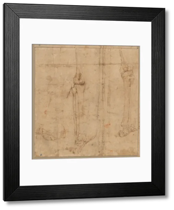 Framed Print : Lower Half of Skeleton from the Back, early 1540s. Creator: Battista Franco (Italian, c Framed Print : Lower Half of Skeleton from the Back, early 1540s. Creator: Battista Franco (Italian, c