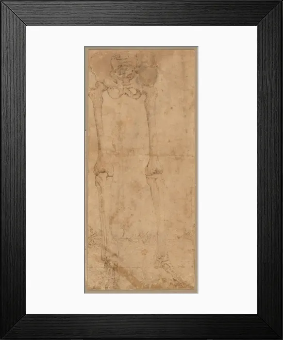 Framed Print : Lower Half of Skeleton from the Front, early 1540s. Creator: Battista Franco (Italian, c Framed Print : Lower Half of Skeleton from the Front, early 1540s. Creator: Battista Franco (Italian, c