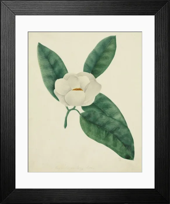 Framed Print : Magnolia. Creator: Mary Altha Nims (American, 1817-1907) Framed Print : Magnolia. Creator: Mary Altha Nims (American, 1817-1907)