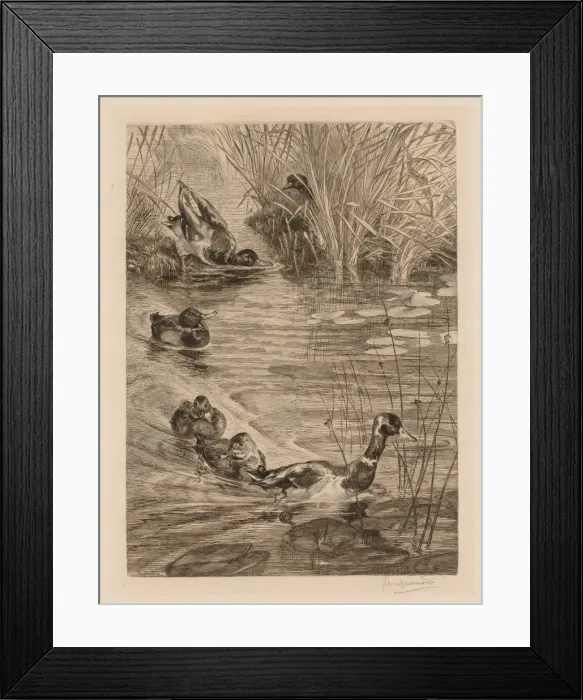 Framed Print : Ducks at play, c. 1870. Creator: Felix Bracquemond (French, 1833-1914) Framed Print : Ducks at play, c. 1870. Creator: Felix Bracquemond (French, 1833-1914)