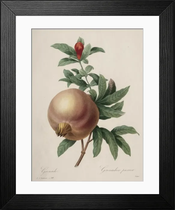 Framed Print : Choix des plus belles fleurs... plus beaux fruits: Grenade, 1827 Framed Print : Choix des plus belles fleurs... plus beaux fruits: Grenade, 1827