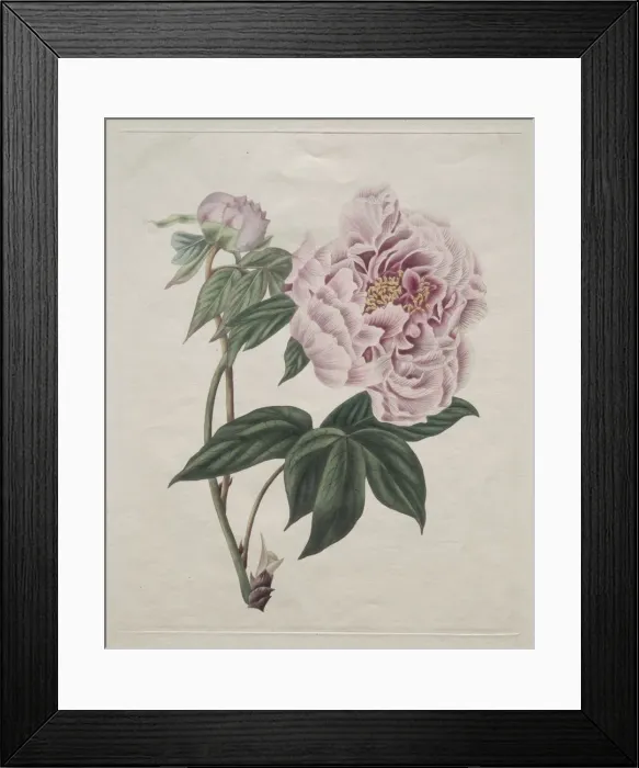 Framed Print : Chinese Tree Peony (Paeonia suffruticosa), c. 1820. Creator: Smith (British) Framed Print : Chinese Tree Peony (Paeonia suffruticosa), c. 1820. Creator: Smith (British)