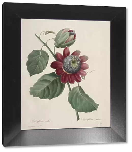 Choix des plus belles fleurs... plus beaux fruits: Passiflore ailee, 1827. Creator