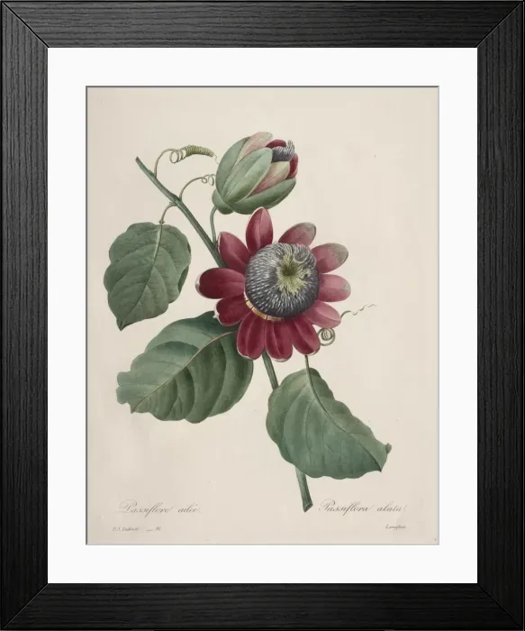 Framed Print : Choix des plus belles fleurs... plus beaux fruits: Passiflore ailee, 1827. Creator Framed Print : Choix des plus belles fleurs... plus beaux fruits: Passiflore ailee, 1827. Creator