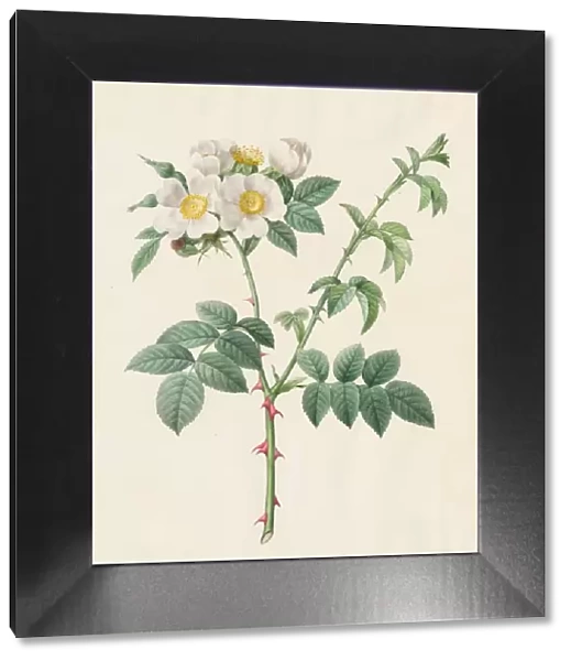 Brier Bush Rose or Dog Rose (Rosa Leucantha), 1817-1824. Creator: Henry Joseph Redouté