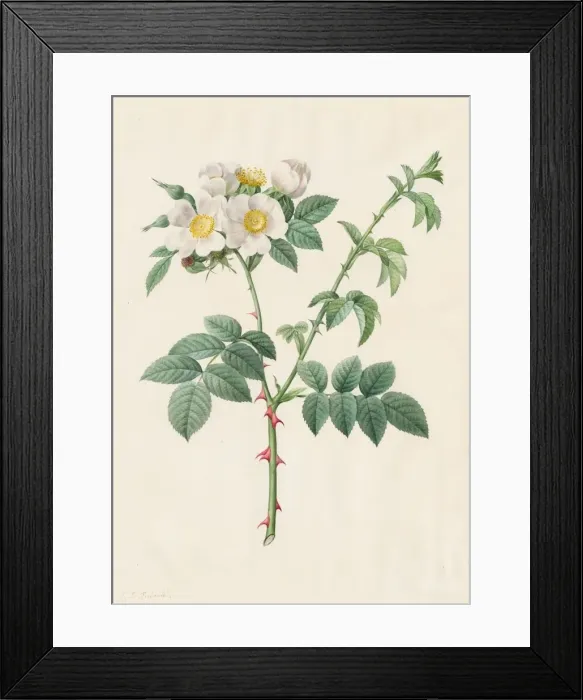 Framed Print : Brier Bush Rose or Dog Rose (Rosa Leucantha), 1817-1824. Creator: Henry Joseph Redouté Framed Print : Brier Bush Rose or Dog Rose (Rosa Leucantha), 1817-1824. Creator: Henry Joseph Redouté
