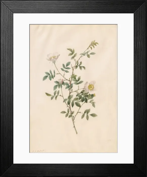 Framed Print : Brier Bush Rose or Dog Rose (Rosa Sepium Rosea), 1817-1824. Creator: Henry Joseph Redouté Framed Print : Brier Bush Rose or Dog Rose (Rosa Sepium Rosea), 1817-1824. Creator: Henry Joseph Redouté