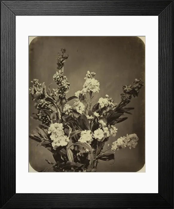 Framed Print : Bouquet, c. 1855. Creator: Adolphe Braun (French, 1812-1877) Framed Print : Bouquet, c. 1855. Creator: Adolphe Braun (French, 1812-1877)
