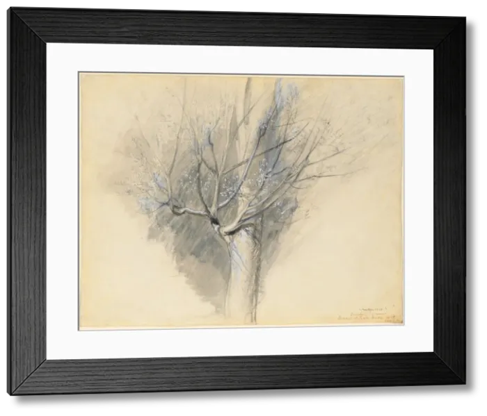 Framed Print : Budding Sycamore, c. 1876. Creator: John Ruskin (British, 1819-1900) Framed Print : Budding Sycamore, c. 1876. Creator: John Ruskin (British, 1819-1900)