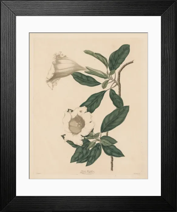 Framed Print : Chalice Vine, 1790. Creator: Maria Catharina Prestel (German, 1747-1794)