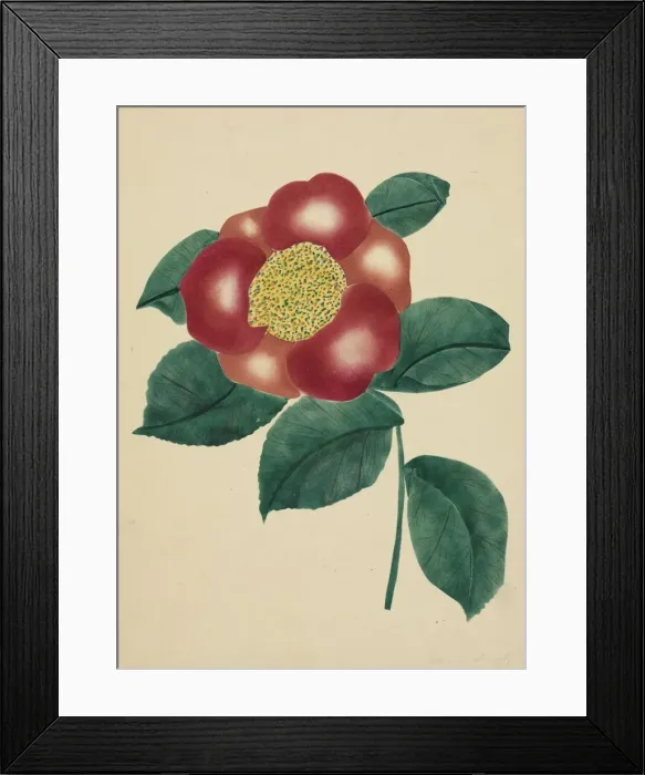 Framed Print : Chinese Flower. Creator: Mary Altha Nims (American, 1817-1907)