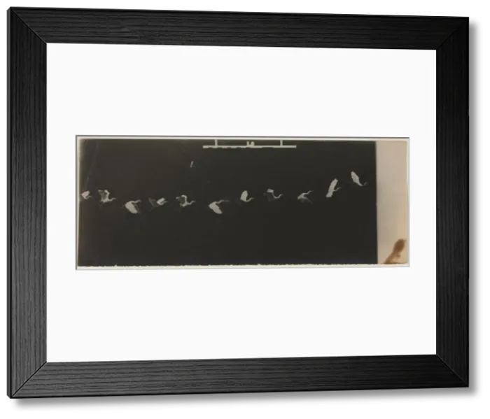 Framed Print : Chronophotograph of a Flying Heron. Creator: Etienne-Jules Marey (French, 1830-1904) Framed Print : Chronophotograph of a Flying Heron. Creator: Etienne-Jules Marey (French, 1830-1904)
