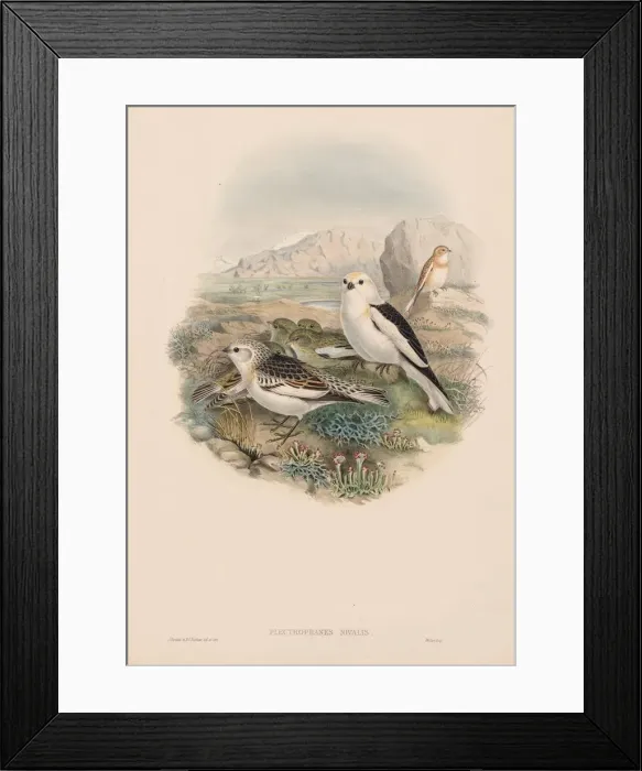 Framed Print : The Birds of Great Britain: Plestrophanes nivalis. Creator: John Gould (British, 1804-1881) Framed Print : The Birds of Great Britain: Plestrophanes nivalis. Creator: John Gould (British, 1804-1881)