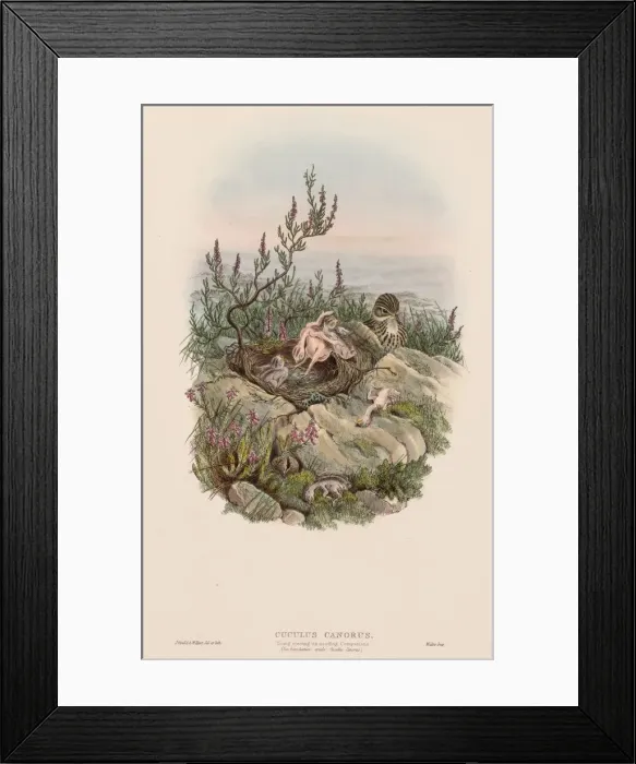 Framed Print : The Birds of Great Britain: Cuculus canorus. Creator: John Gould (British, 1804-1881) Framed Print : The Birds of Great Britain: Cuculus canorus. Creator: John Gould (British, 1804-1881)