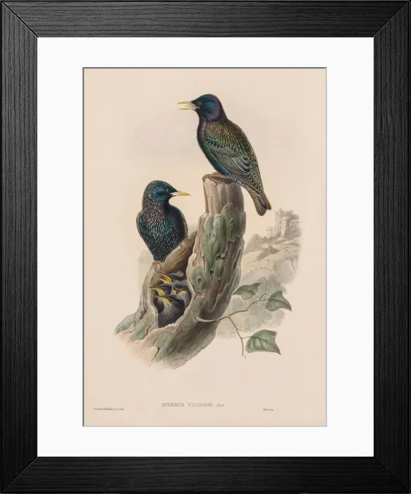 Framed Print : The Birds of Great Britain: Sturnur vulgaris. Creator: John Gould (British, 1804-1881) Framed Print : The Birds of Great Britain: Sturnur vulgaris. Creator: John Gould (British, 1804-1881)