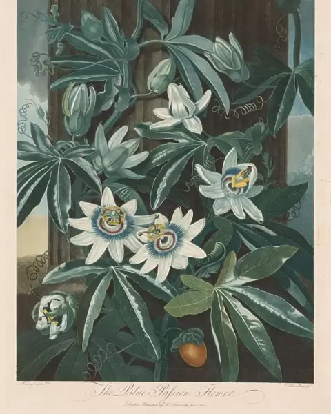 The Blue Passion-flower, 1799-1807. Creator: Robert John Thornton (British, 1768-1837)