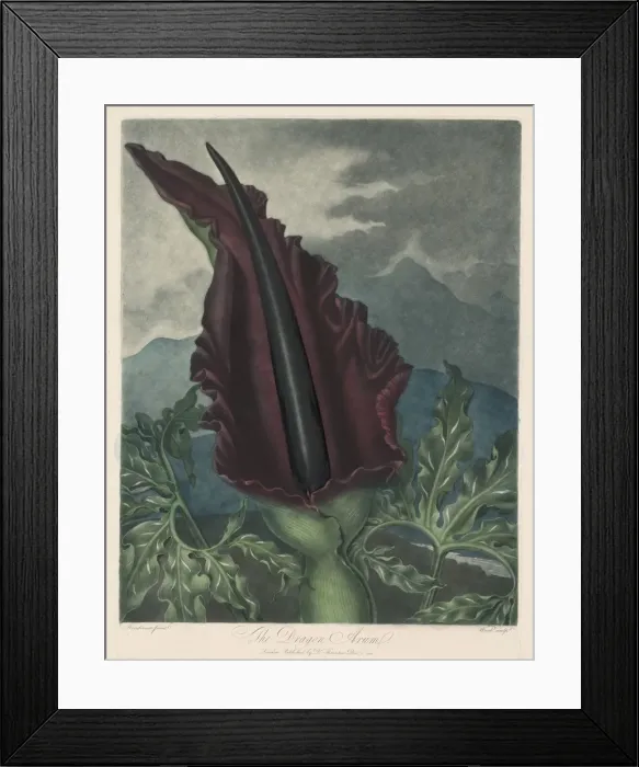 Framed Print : The Dragon Arum, Black Calla or Solomons Lily, 1799-1807. Creator: Robert John Thornton (British Framed Print : The Dragon Arum, Black Calla or Solomons Lily, 1799-1807. Creator: Robert John Thornton (British