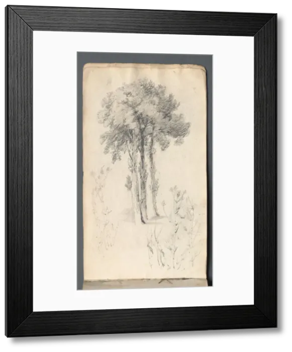 Framed Print : Sketchbook: Tree Study, 1814. Creator: Samuel Prout (British, 1783-1852) Framed Print : Sketchbook: Tree Study, 1814. Creator: Samuel Prout (British, 1783-1852)