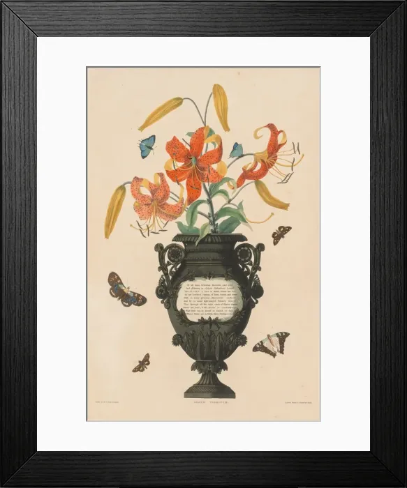 Framed Print : A Selection of Hexandrian Plants... : Tiger Lily, 1831-1832. Creator: Robert Havell (British Framed Print : A Selection of Hexandrian Plants... : Tiger Lily, 1831-1832. Creator: Robert Havell (British