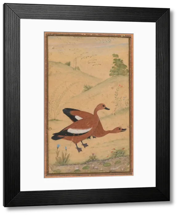 Framed Print : A pair of Brahminy ducks, c. 1595; borders added probably 1800s. Creator: Unknown Framed Print : A pair of Brahminy ducks, c. 1595; borders added probably 1800s. Creator: Unknown