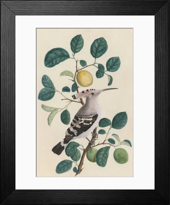 Framed Print : Hoopoe on a Citrus Tree Branch, c. 1800. Creator: Unknown Framed Print : Hoopoe on a Citrus Tree Branch, c. 1800. Creator: Unknown