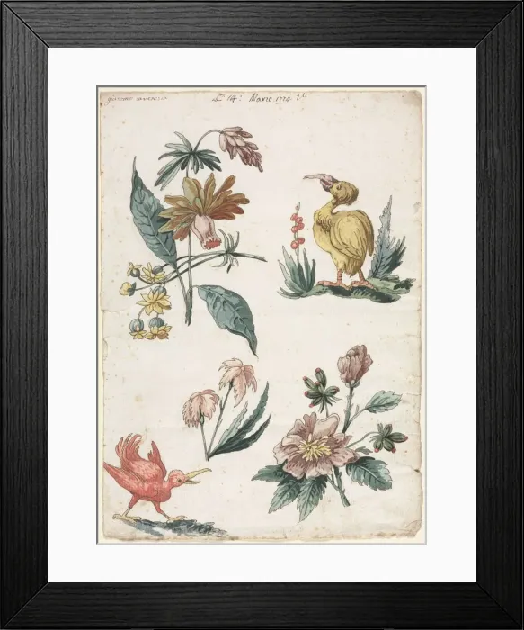 Framed Print : Floral Designs with Two Birds, 1774. Creator: Giacomo Cavenezia (Italian) Framed Print : Floral Designs with Two Birds, 1774. Creator: Giacomo Cavenezia (Italian)