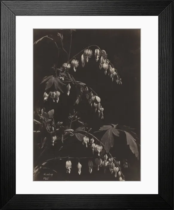 Framed Print : Floral Still Life (Bleeding Hearts), c. 1865. Creator: Charles Aubry (French, 1811-1877) Framed Print : Floral Still Life (Bleeding Hearts), c. 1865. Creator: Charles Aubry (French, 1811-1877)