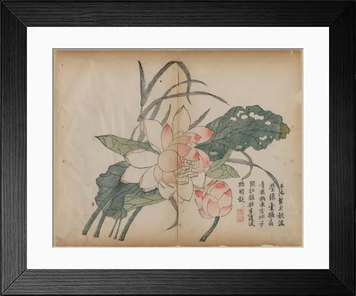 Framed Print : Flowering Lotus and Bud, 18th Century. Creator: Unknown Framed Print : Flowering Lotus and Bud, 18th Century. Creator: Unknown