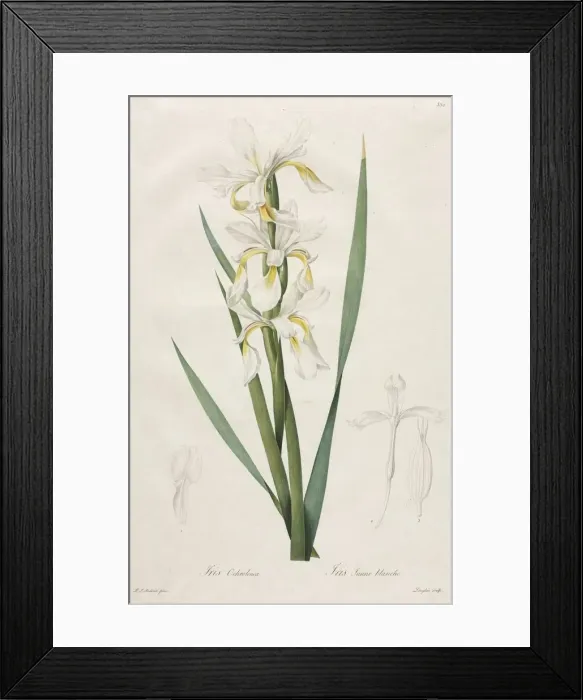 Framed Print : Gold-banded Iris, 1812. Creator: Henry Joseph Redoute (French, 1766-1853) Framed Print : Gold-banded Iris, 1812. Creator: Henry Joseph Redoute (French, 1766-1853)