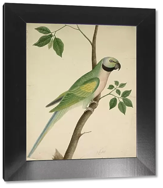 Green Parrot, c. 1820. Creator: Unknown