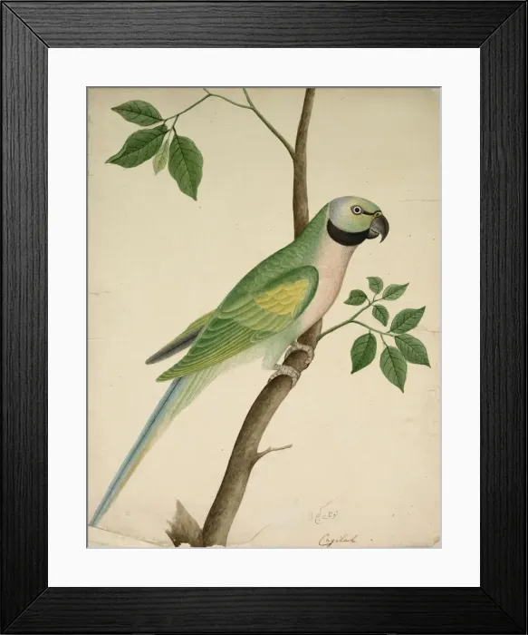 Framed Print : Green Parrot, c. 1820. Creator: Unknown Framed Print : Green Parrot, c. 1820. Creator: Unknown