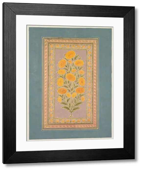 Framed Print : Flowering Marigold, c. 1765. Creator: Hunhar II (Indian, active mid-1700s), style of Framed Print : Flowering Marigold, c. 1765. Creator: Hunhar II (Indian, active mid-1700s), style of