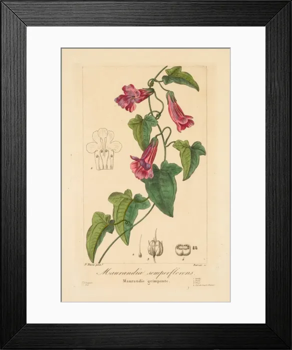 Framed Print : Flore des Jardiniers, Amateurs et Manufacturiers: Maurandia semperflorens, 1836. Creator Framed Print : Flore des Jardiniers, Amateurs et Manufacturiers: Maurandia semperflorens, 1836. Creator